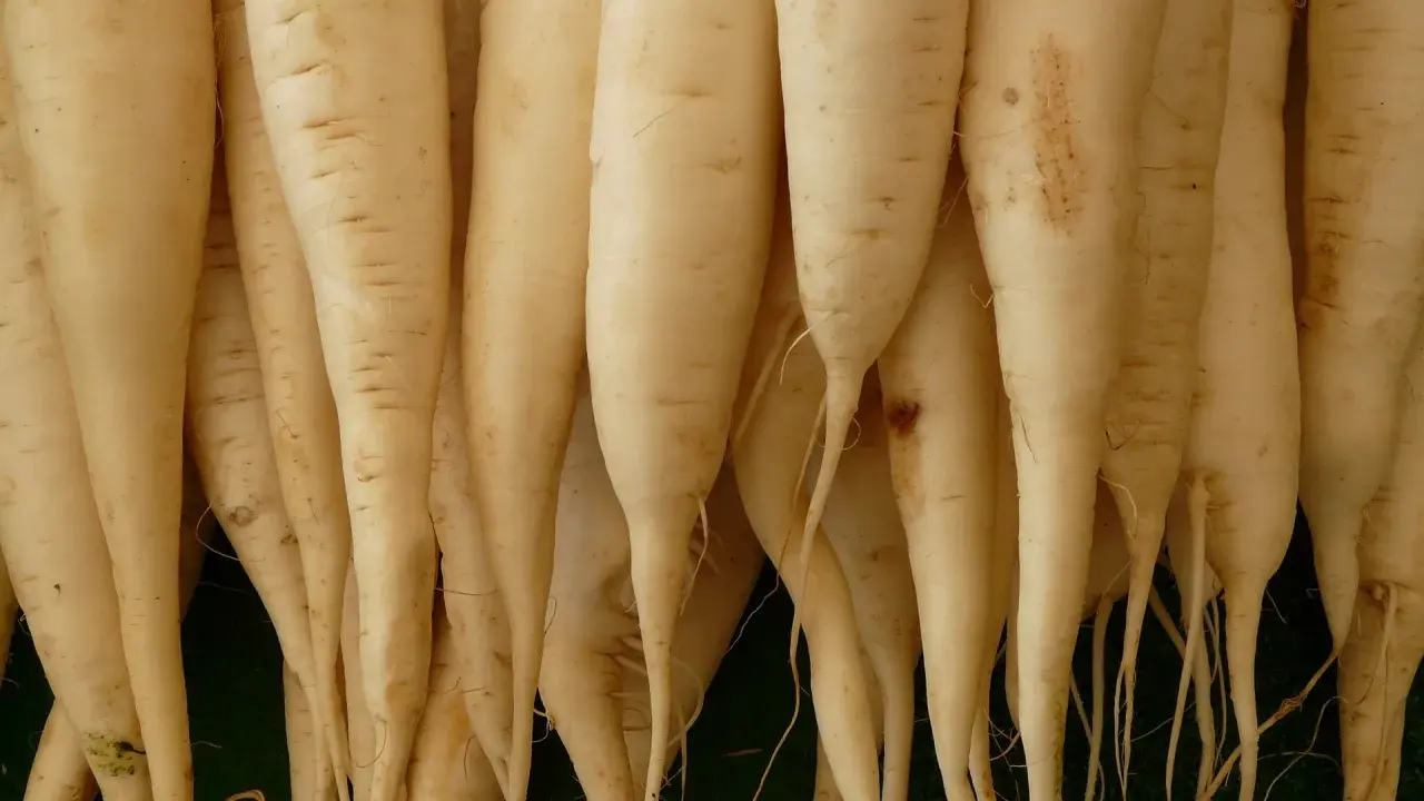 Eine Gruppe von langen, weißen daikon rettich Wurzeln liegt eng beieinander.