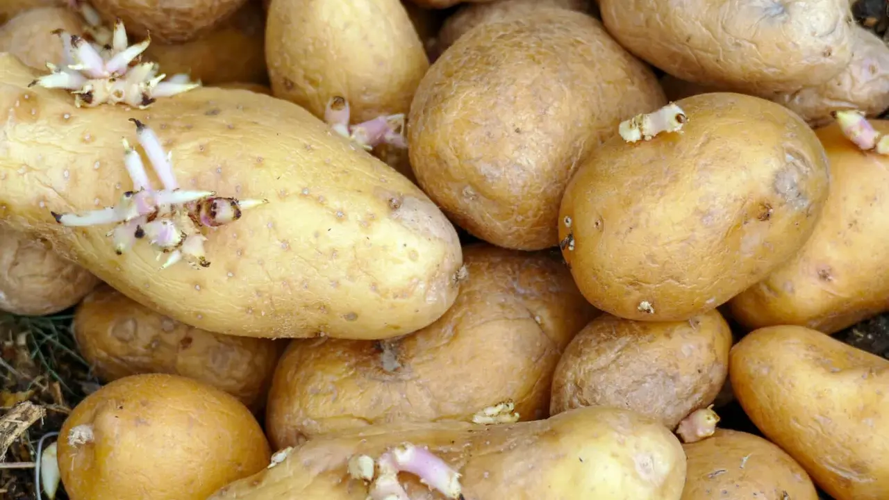 Ein Haufen gelblicher, gekeimter Kartoffeln mit zarten, weißen und rosa Trieben, die aus ihren Augen wachsen.
