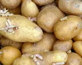 Ein Haufen gelblicher, gekeimter Kartoffeln mit zarten, weißen und rosa Trieben, die aus ihren Augen wachsen.