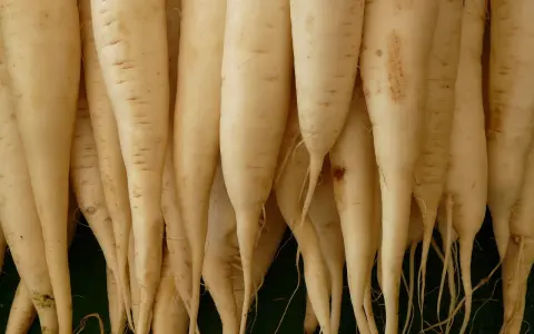 Eine Gruppe von langen, weißen daikon rettich Wurzeln liegt eng beieinander.