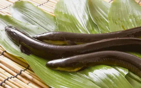 Drei dunkle, glänzende Fische liegen auf grünen Blättern. Das ist Unagi, eine japanische Delikatesse.