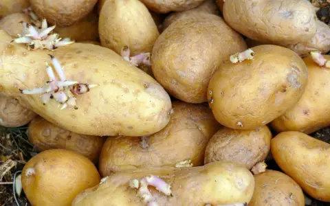 Ein Haufen gelblicher, gekeimter Kartoffeln mit zarten, weißen und rosa Trieben, die aus ihren Augen wachsen.