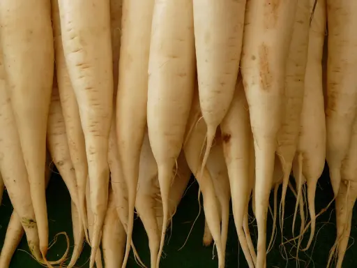 Eine Gruppe von langen, weißen daikon rettich Wurzeln liegt eng beieinander.