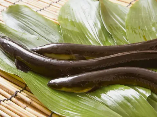 Drei dunkle, glänzende Fische liegen auf grünen Blättern. Das ist Unagi, eine japanische Delikatesse.