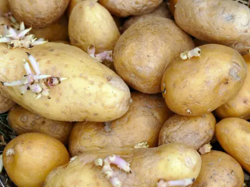 Ein Haufen gelblicher, gekeimter Kartoffeln mit zarten, weißen und rosa Trieben, die aus ihren Augen wachsen.