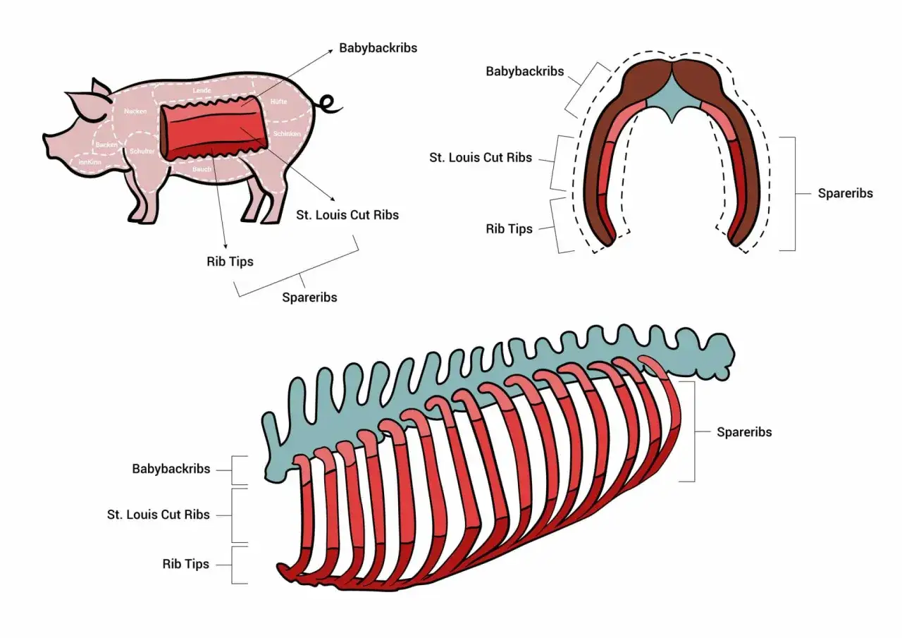 Illustration zeigt Schweinefleisch-Zuschnitte: Babybackribs, St. Louis Cut Ribs und Spareribs. Welches Fleisch ist am besten für BBQ?
