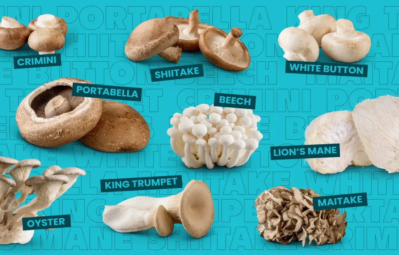 Vielfalt an Pilzen: Crimini, Shiitake, Portobello, White Button, Beech, Lion's Mane, Oyster, King Trumpet und Maitake. Diese asiatischen Pilze sind bereit für die Küche.