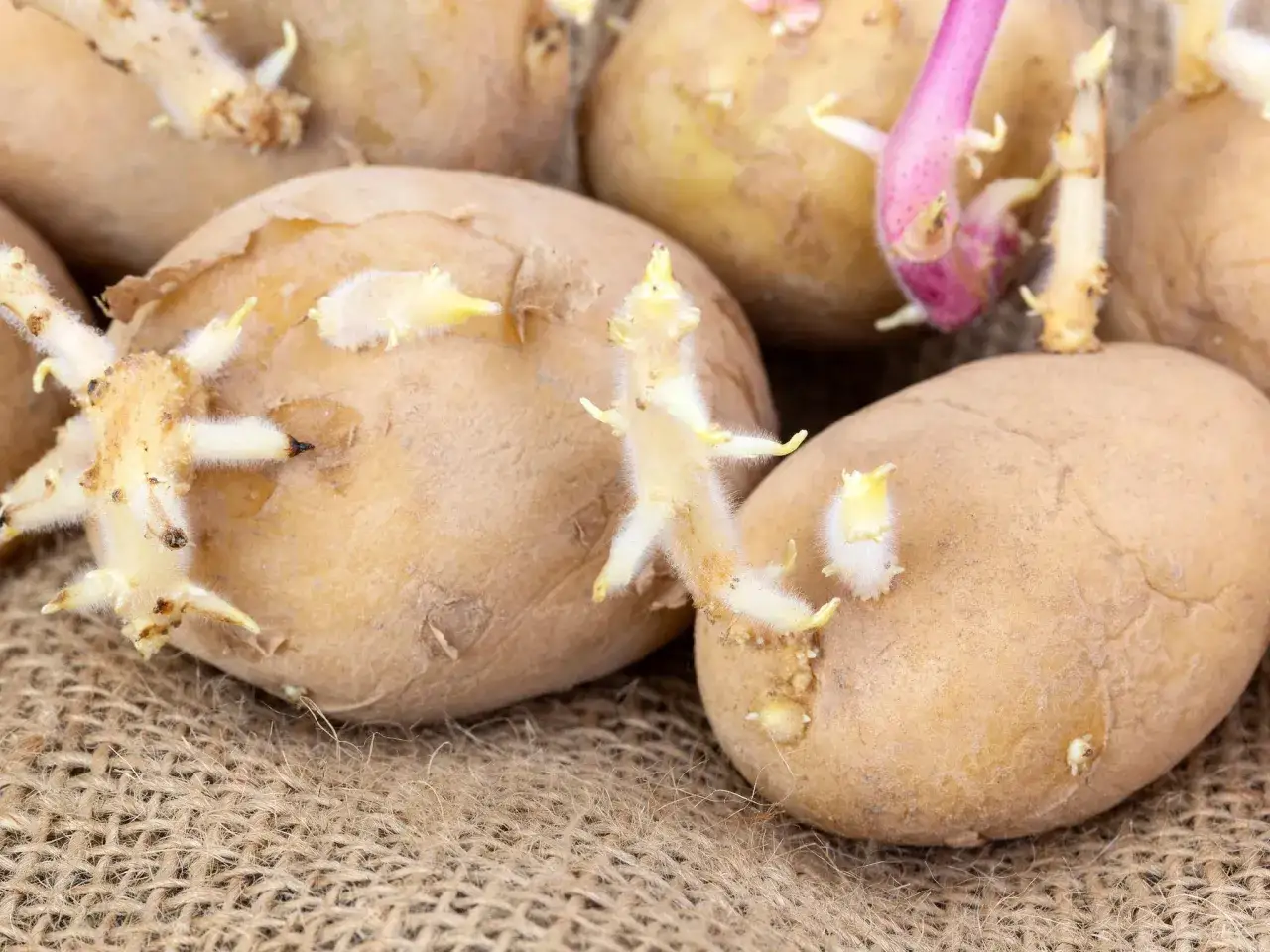 Nahaufnahme von gekeimten Kartoffeln auf Jute. Kleine, wei&szlig;e und rosa Triebe wachsen aus den Kartoffeln, bereit f&uuml;r neues Leben.